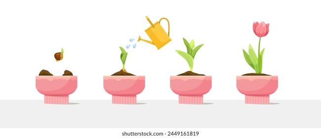 Stages of plant growth in pots with watering can, vector illustration on white background, concept of growth process. Vector illustration