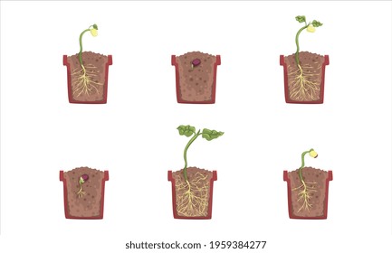 Stages of Plant Growth Set, Growth of Houseplant from Seed, Gardening, Farming, Plants Cultivation Cartoon Vector Illustration