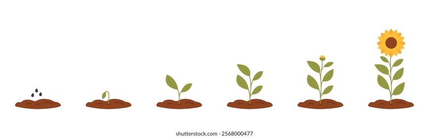 Stages of plant growth. Sunflower growth