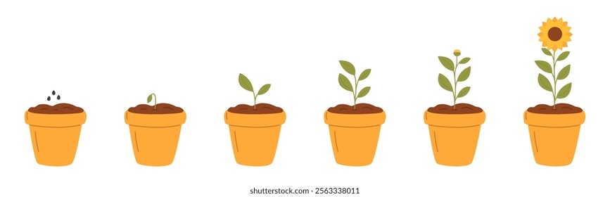 Stages of plant growth. Sunflower growth. Vector