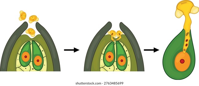 Stages of pollination and fertilization in spruce