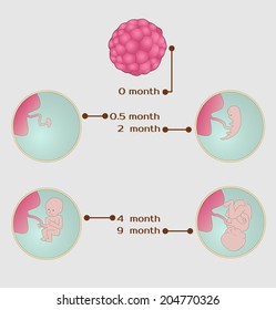 stages of pregnancy