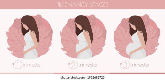 Stages of pregnancy - 3 trimester. Hand drawn flat vector illustration. Pregnancy, motherhood awaiting baby pregnant steps concept. Nature background with leaves.