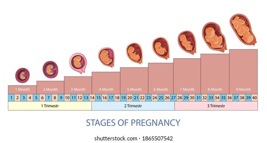 Stages of pregnancy and baby fetus development vector infographic. Pregnancy trimesters, weeks and months scheme.