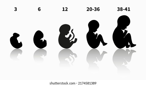 1,399 Stages pregnancy icon Images, Stock Photos & Vectors | Shutterstock