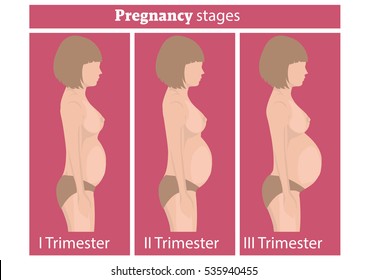 Stages of pregnancy. Changing the woman's body during stages of pregnancy. 