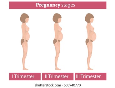 Stages of pregnancy. Changing the woman's body during stages of pregnancy. 