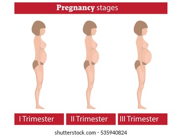 Stages of pregnancy. Changing the woman's body during stages of pregnancy. 