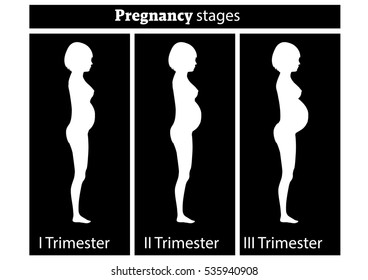 Stages of pregnancy. Changing the woman's body during stages of pregnancy. 