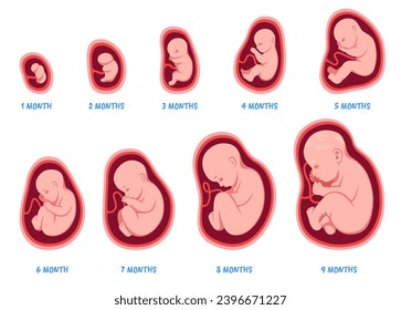 Stages of pregnancy. Fetal development process, human embryo growth cycle, nine months stages, foetus in womb, gynecology, human reproduction, isolated illustration, tidy vector set