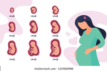 Stages Pregnancy Fetal Development Schematic Embryo Stock Vector ...