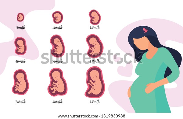 Stages Pregnancy Fetal Development Schematic Embryo Stock Vector ...