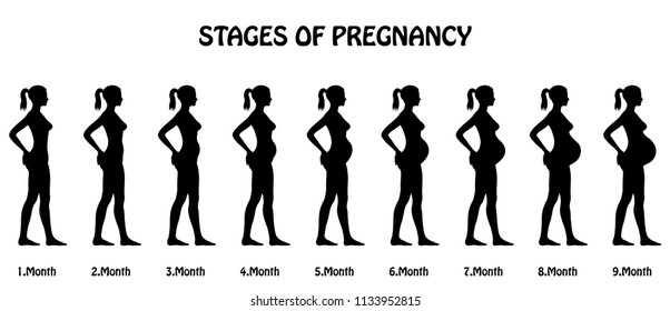 Stages of pregnancy silhouettes. All the objects and body stages are in different layers and the text types do not need any font. 
