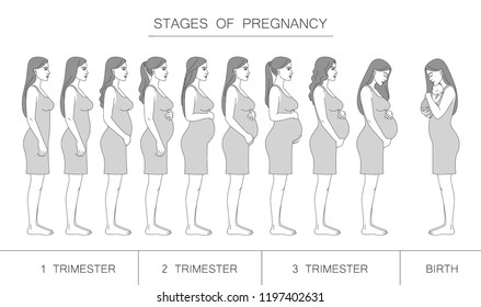 Stages Pregnancy Trimester Birth Silhouette Pregnant Stock Vector ...