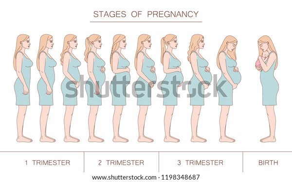 Stages Pregnancy Trimester Birth Silhouette Pregnant Stock Vector ...