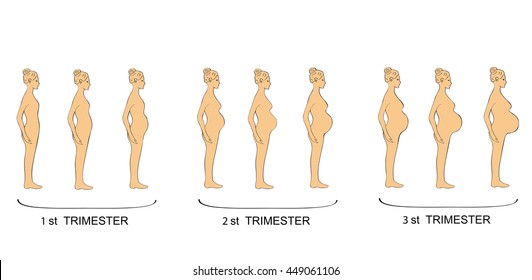 stages of pregnancy women trimester. vector illustration