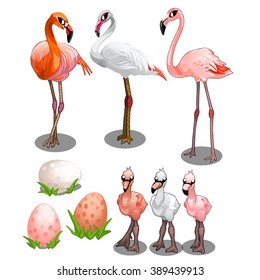 flamingo 89