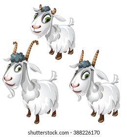 Stages of puberty in goat. Cute animal. Vector illustration.