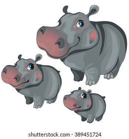 Stages of puberty grey Hippo. Animals isolated on a white background. Vector cartoon close-up illustration.
