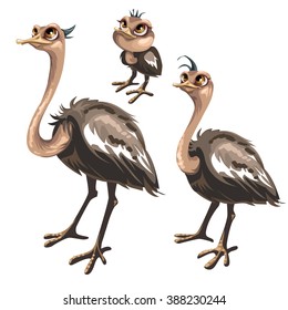 Stages of puberty ostrich. Cute animal. Vector illustration.