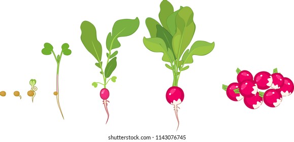 Stages of radish growth from seed and sprout to harvest