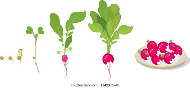 Stages of radish growth from seed and sprout to harvest