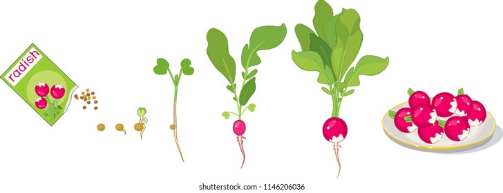 Stages of radish growth from seed and sprout to harvest