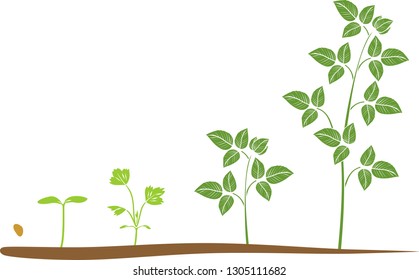 Stages of raspberry growth from germination a seed to plant with green leaves