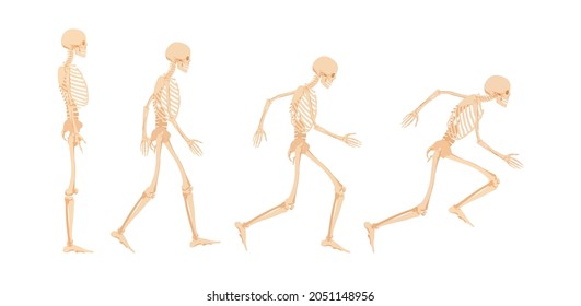 Stages of readiness for running human skeleton. Dead character prepares and takes run stance anatomically illustrated vector athlete.