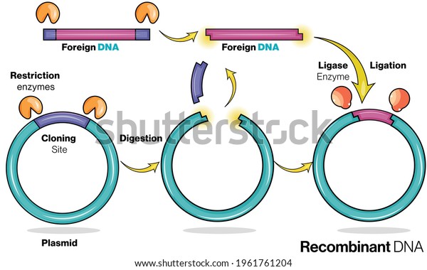 Stages in\
Recombinant DNA production: genetic engineering. Recombinant\
Plasmid production. vector illustration.\
