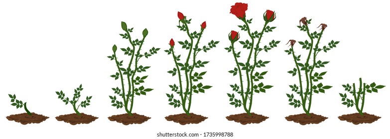 Stages of red rose plant growth