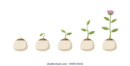 Stages of ripening of grain into a plant. The growth process of a plant, flower. Vector illustration in flat style isolated on white background