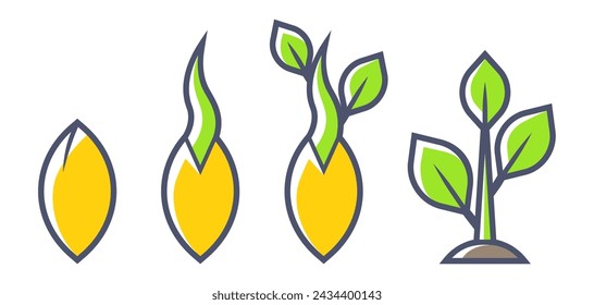 Stages of seed germination. Agricultural, cultivation and planting illustration.
