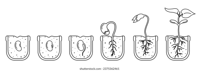 Stages of seed germination in pot of soil. Linear illustration of bean growth infographic.