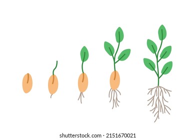 Stages of seed germination, vector illustration of gardening seedlings, doodle style