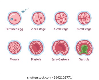 The stages of segmentation of a fertilized ovum. Human embryonic development. Zygote, 2-cell, 4-cell, 8-cell, morula, blastula, gastrula. Vector medical illustration.	

