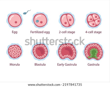 The stages of segmentation of a fertilized ovum. Human embryonic development.
Zygote, 2-cell, morula, blastula, gastrula. Vector medical illustration.
