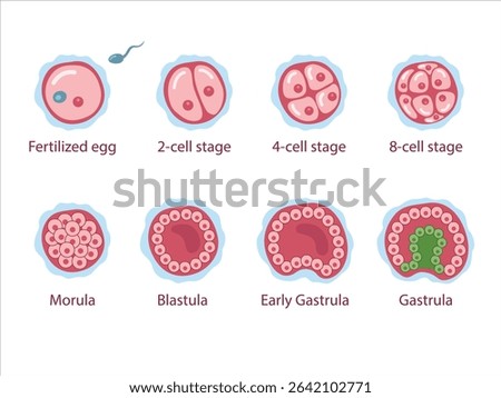 The stages of segmentation of a fertilized ovum. Human embryonic development. Zygote, 2-cell, 4-cell, 8-cell, morula, blastula, gastrula. Vector medical illustration.	

