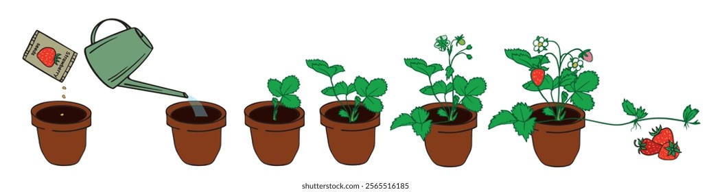 stages of strawberry growth from seed to fruit in a series of potted plants. Ideal for gardening guides, educational materials, or step-by-step planting visuals.