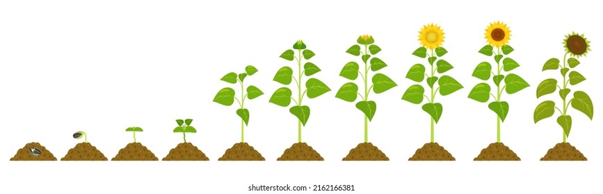 Stages sunflower germination in chernozem. Vector botanical illustration seed growth.