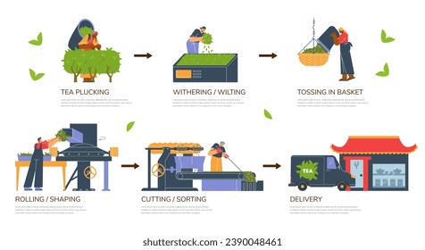 Stages of tea harvesting flat style, vector illustration isolated on white background. Tea plucking, withering or wilting, tossing in basket, cutting or sorting and delivery