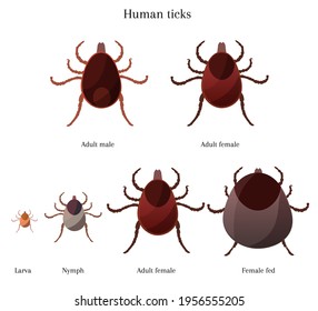 Stages of tick development, adult female, male, larva, nymph, fed female tick, information about ticks, vector illustration