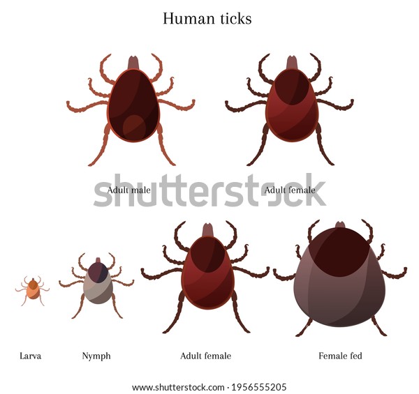 Stages\
of tick development, adult female, male, larva, nymph, fed female\
tick, information about ticks, vector\
illustration