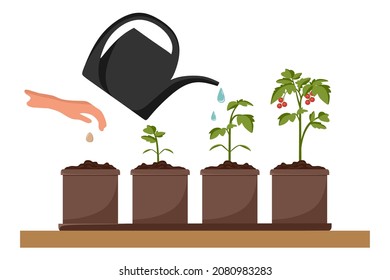 Stages of tomato growth. Cultivation of garden plants. Plant care. Vector illustration in a flat style.