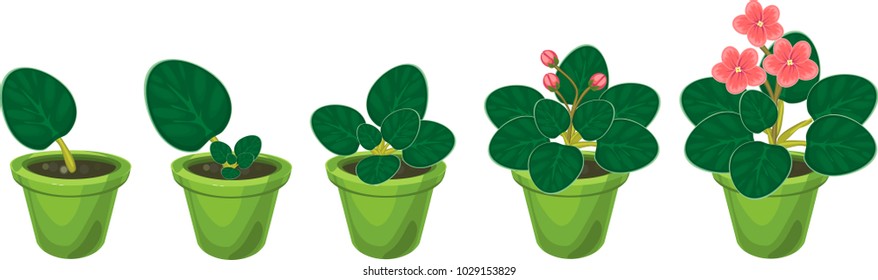 Stages of vegetative reproduction of African violets (Saintpaulia). Sequence of stages of plant growth from leaf section to mature plant with flowers