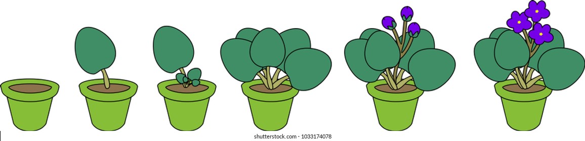 Stages of vegetative reproduction of African violets (Saintpaulia). Sequence of stages of plant growth from leaf section to mature plant with flowers
