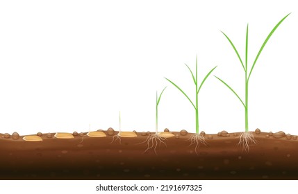 Stages of wheat growth. Rice seeds with stems green and underground roots. Isolated on white background. Realistic 3D vector EPS10 illustration.