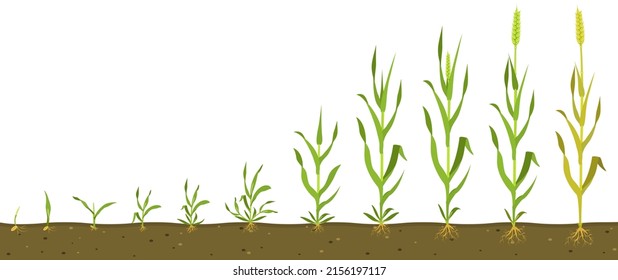 Stages of wheat growth in soil. Grain germination infographic.