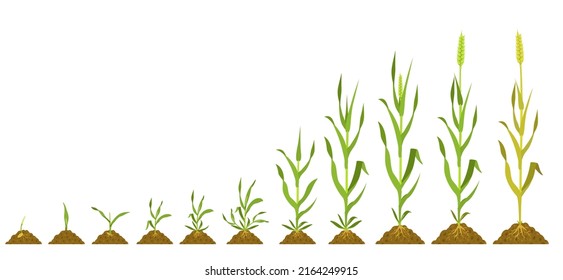 Stages wheat growth. Vector botanical illustration germination and ripening crops in agriculture.