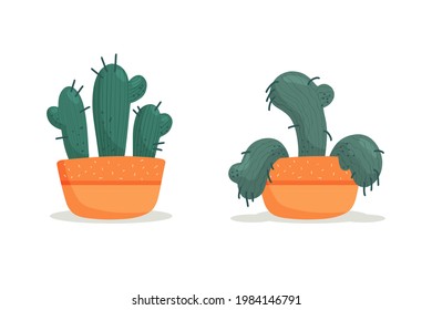 Stages of withering, a wilted cactus in a vase, abandoned plant without watering and care. Succulent dying. Vector illustration, handdrawn organic flat style